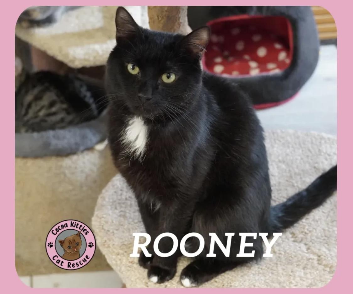 Rooney, Adoptable, Adult Male Domestic Short Hair.