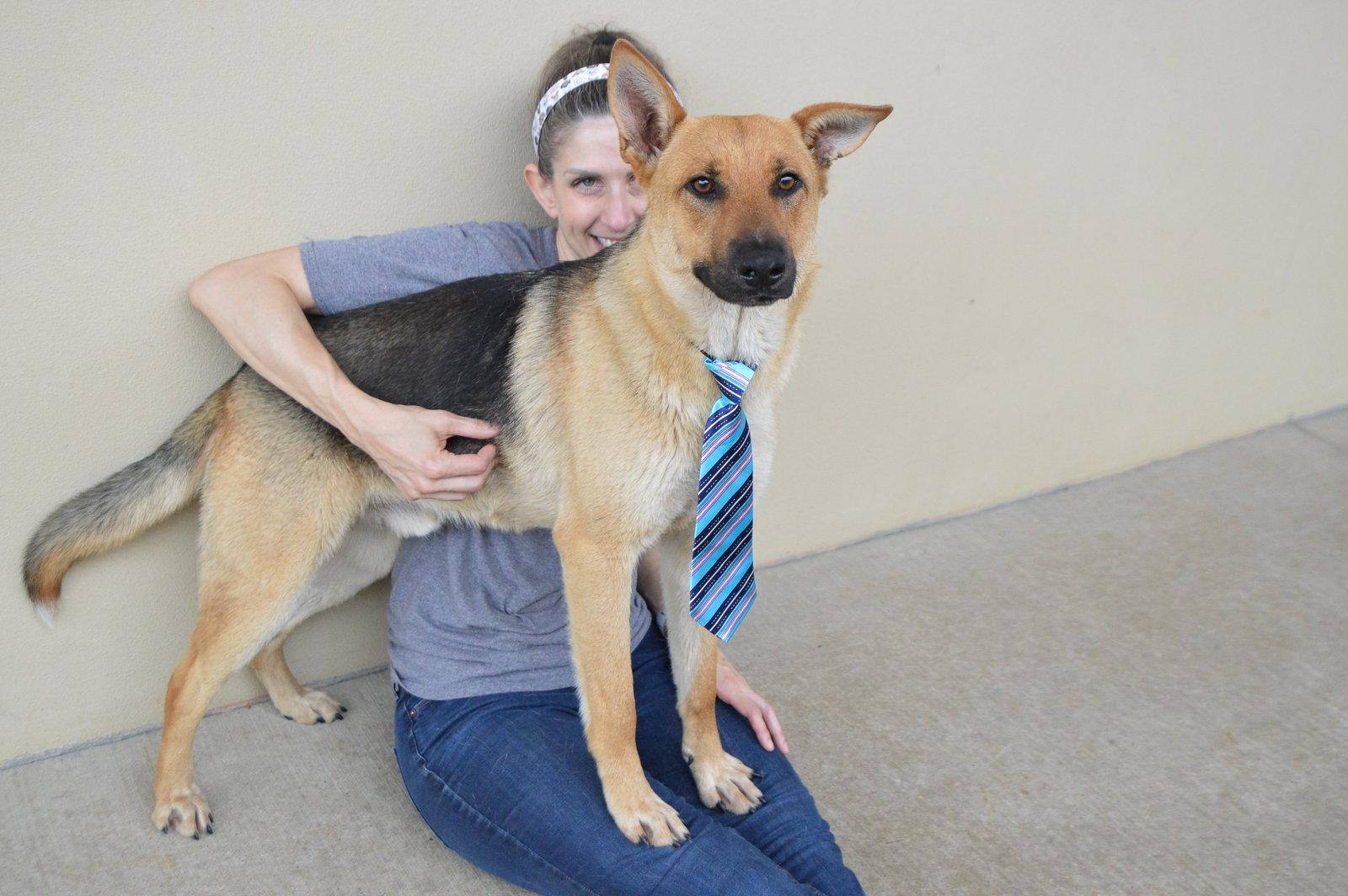 Enlarge Zorro, a Adoptable German Shepherd Dog in McKinney, TX image 1/3