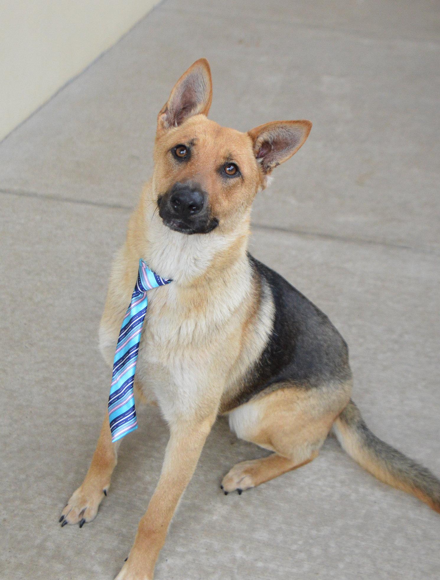 Enlarge Zorro, a Adoptable German Shepherd Dog in McKinney, TX image 2/3