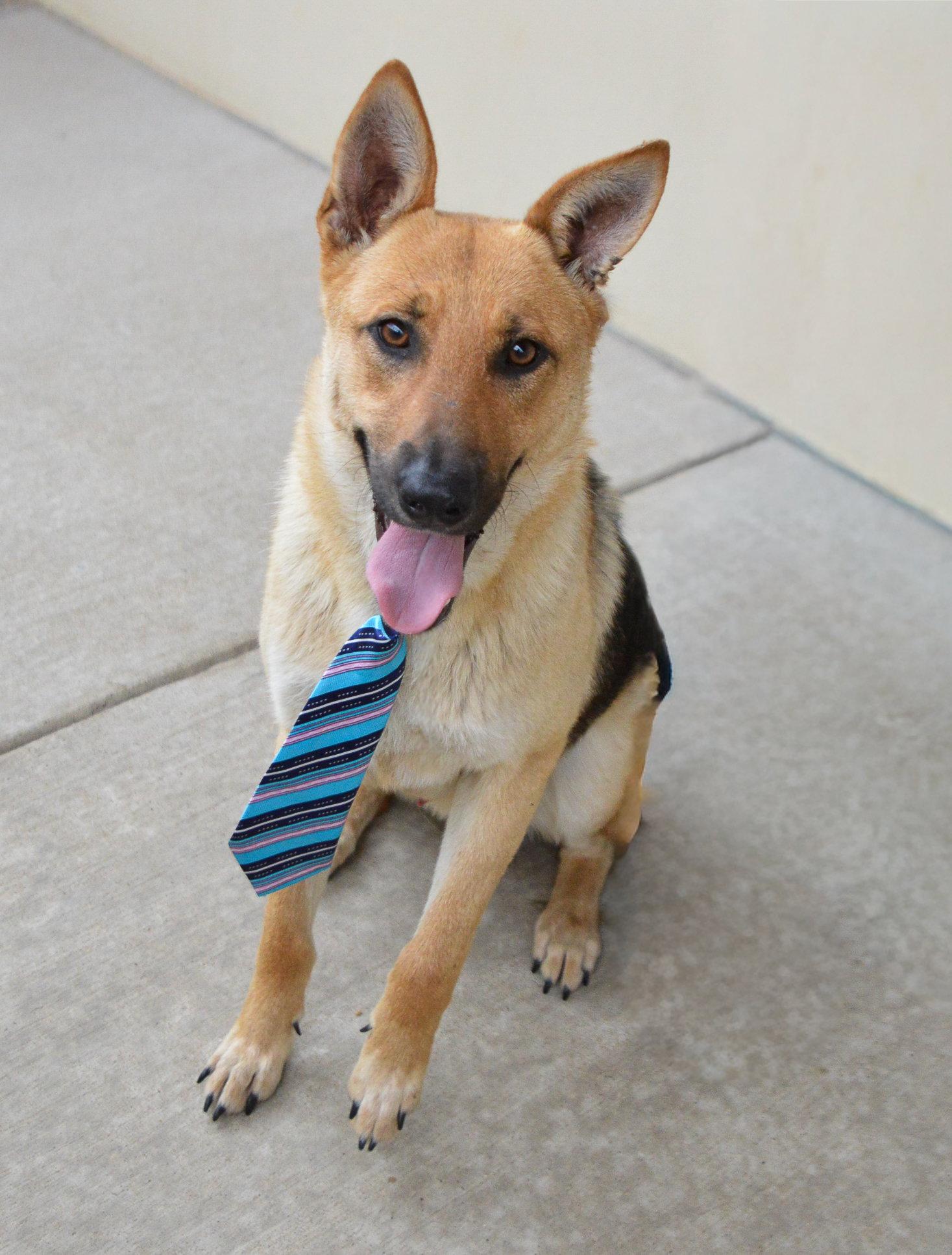 Enlarge Zorro, a Adoptable German Shepherd Dog in McKinney, TX image 3/3