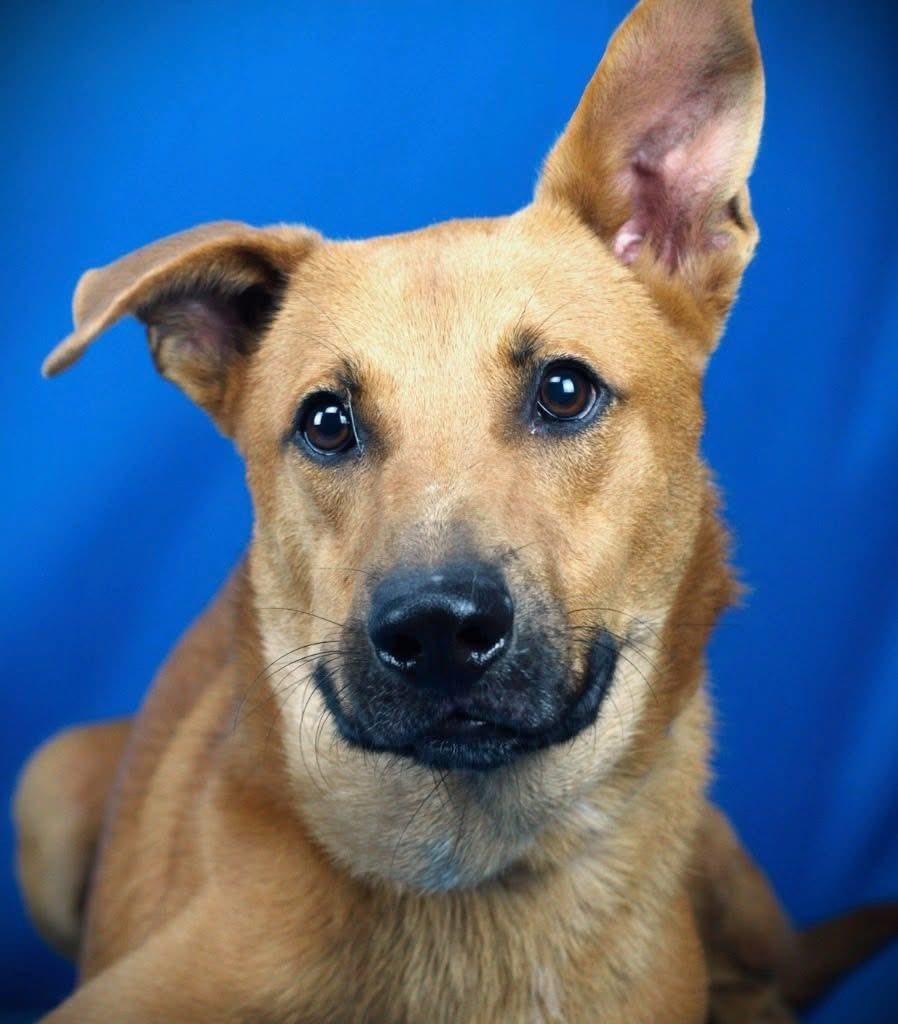 KIng, Adoptable, Adult Male Mixed Breed.