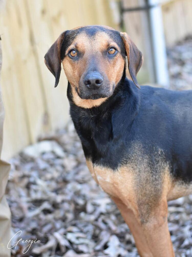 Enlarge Georgia, a Adoptable mixed breed in Brewster , NY image 1/4