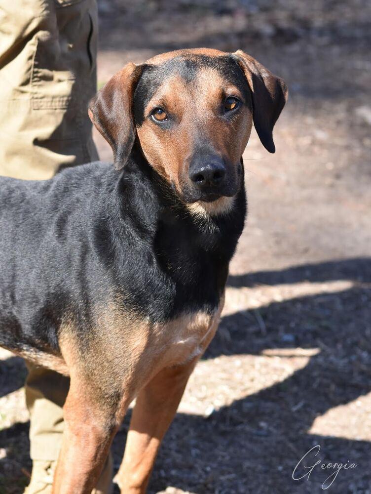 Enlarge Georgia, a Adoptable mixed breed in Brewster , NY image 2/4