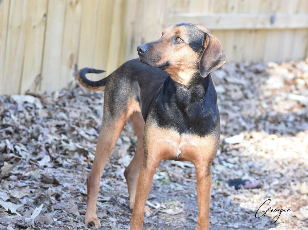 Enlarge Georgia, a Adoptable mixed breed in Brewster , NY image 3/4