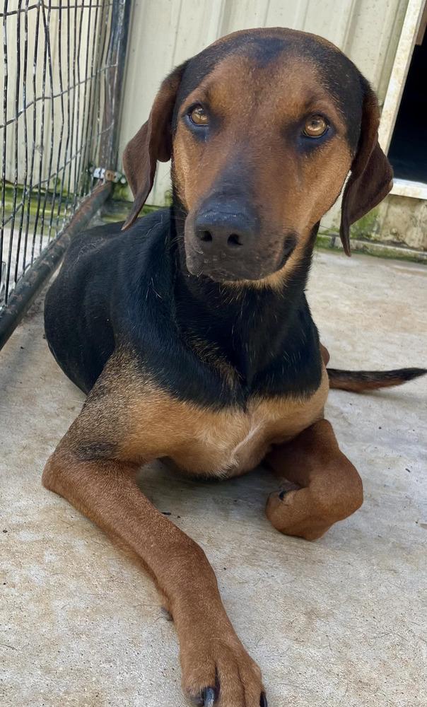 Enlarge Georgia, a Adoptable mixed breed in Brewster , NY image 4/4