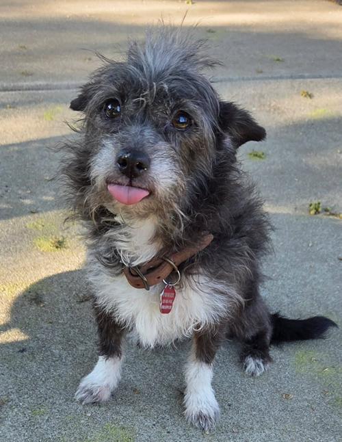 Cha Cha Charo, a ADOPTABLE Terrier in Pittsburg, CA image 3/3