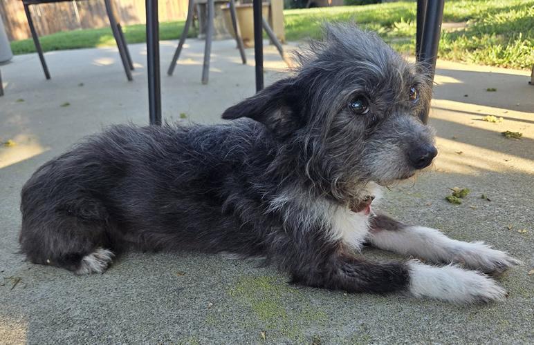 Cha Cha Charo, a ADOPTABLE Terrier in Pittsburg, CA image 2/3