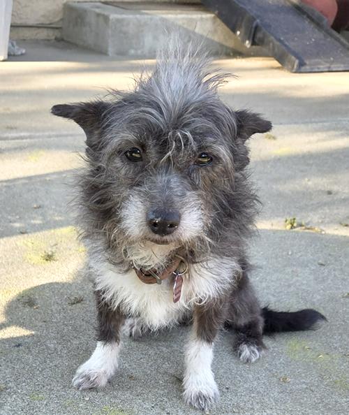 Cha Cha Charo, a ADOPTABLE Terrier in Pittsburg, CA image 1/3