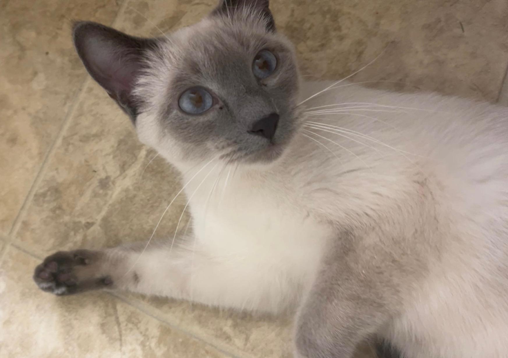 Enlarge Willow, a Adoptable Domestic Short Hair in Crookston, MN image 1/1