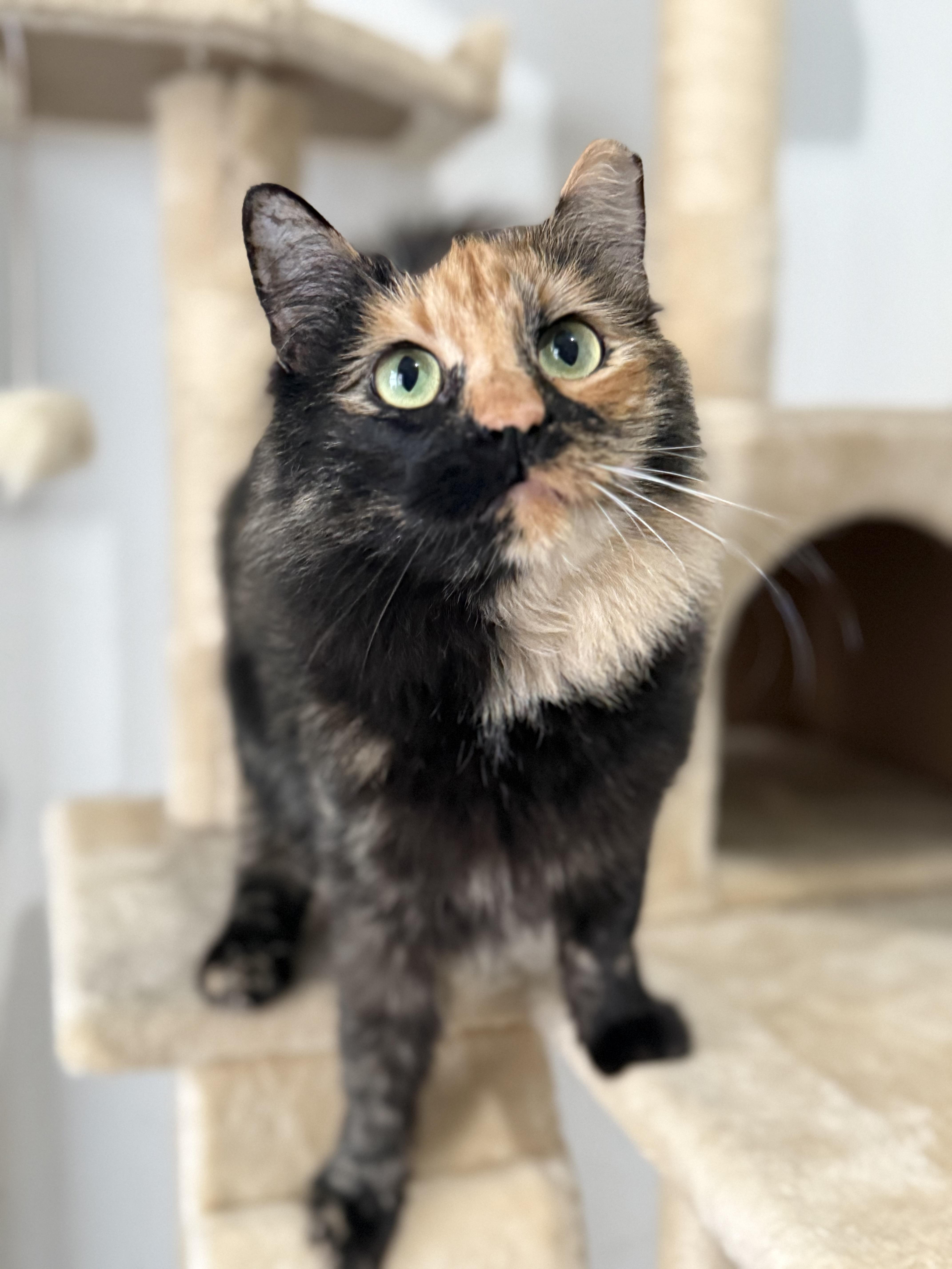 Glameow, a Adoptable Domestic Long Hair in Shreveport, LA image 3/5