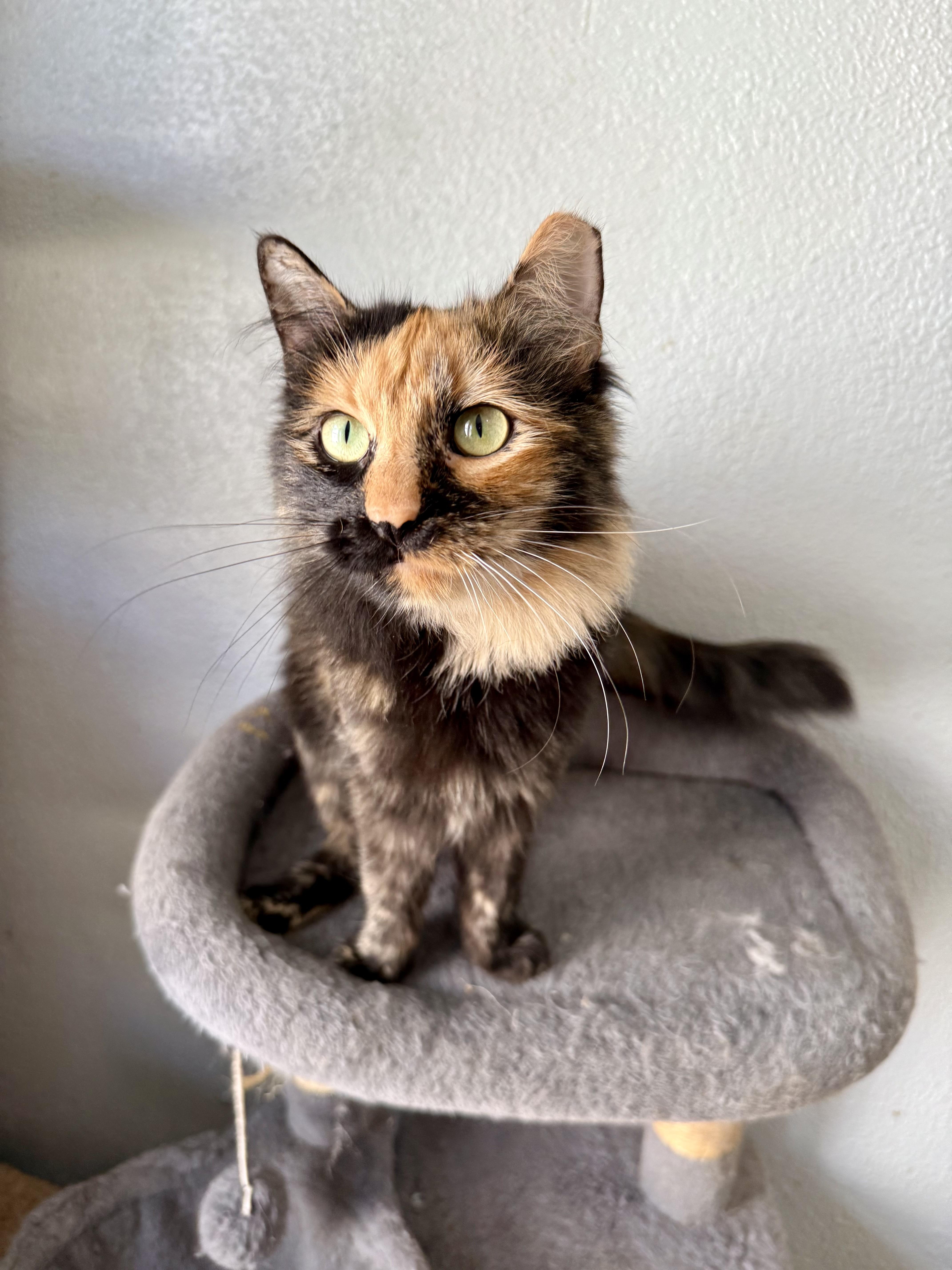 Glameow, a Adoptable Domestic Long Hair in Shreveport, LA image 5/5