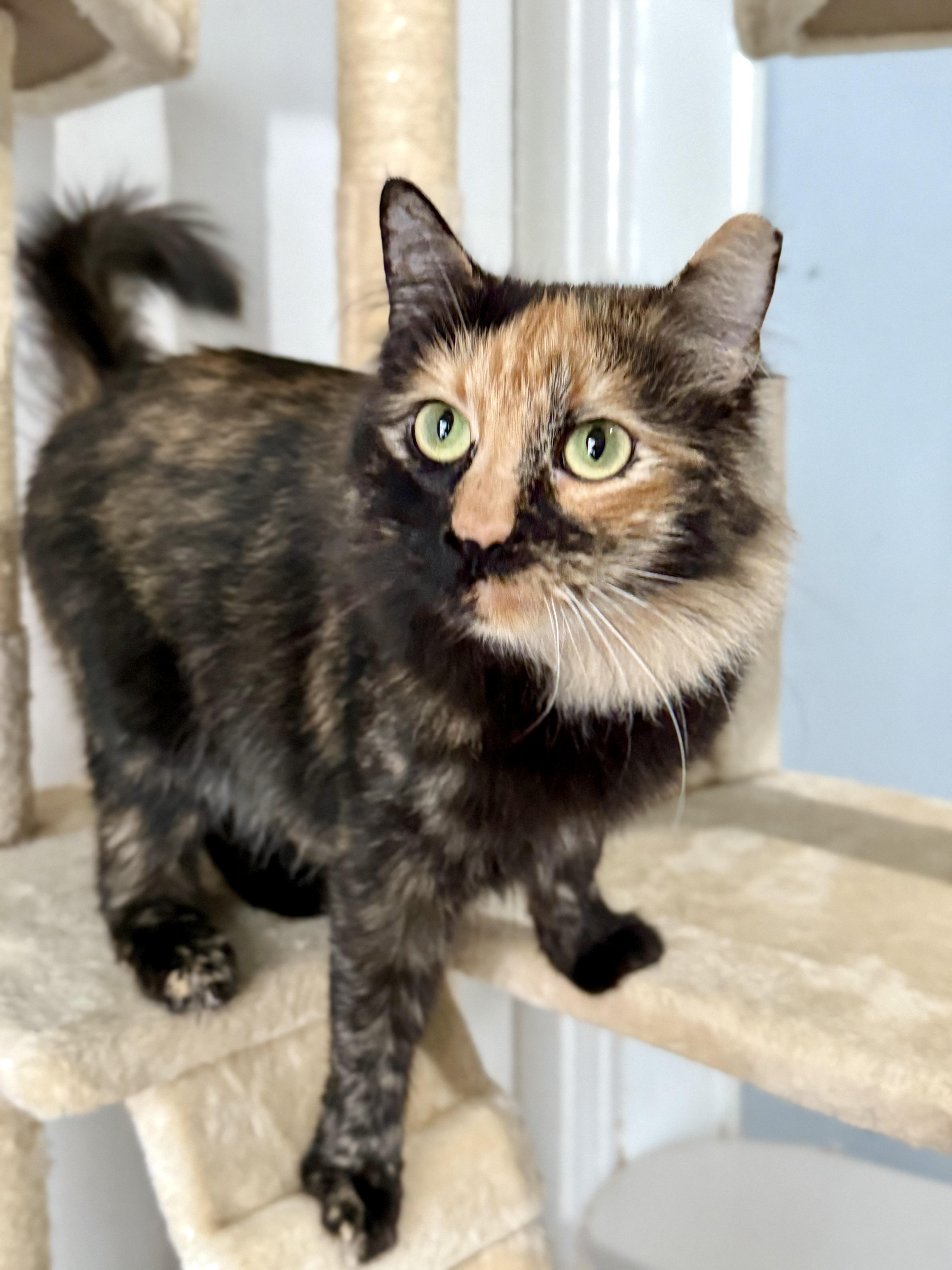 Glameow, a Adoptable Domestic Long Hair in Shreveport, LA image 4/5