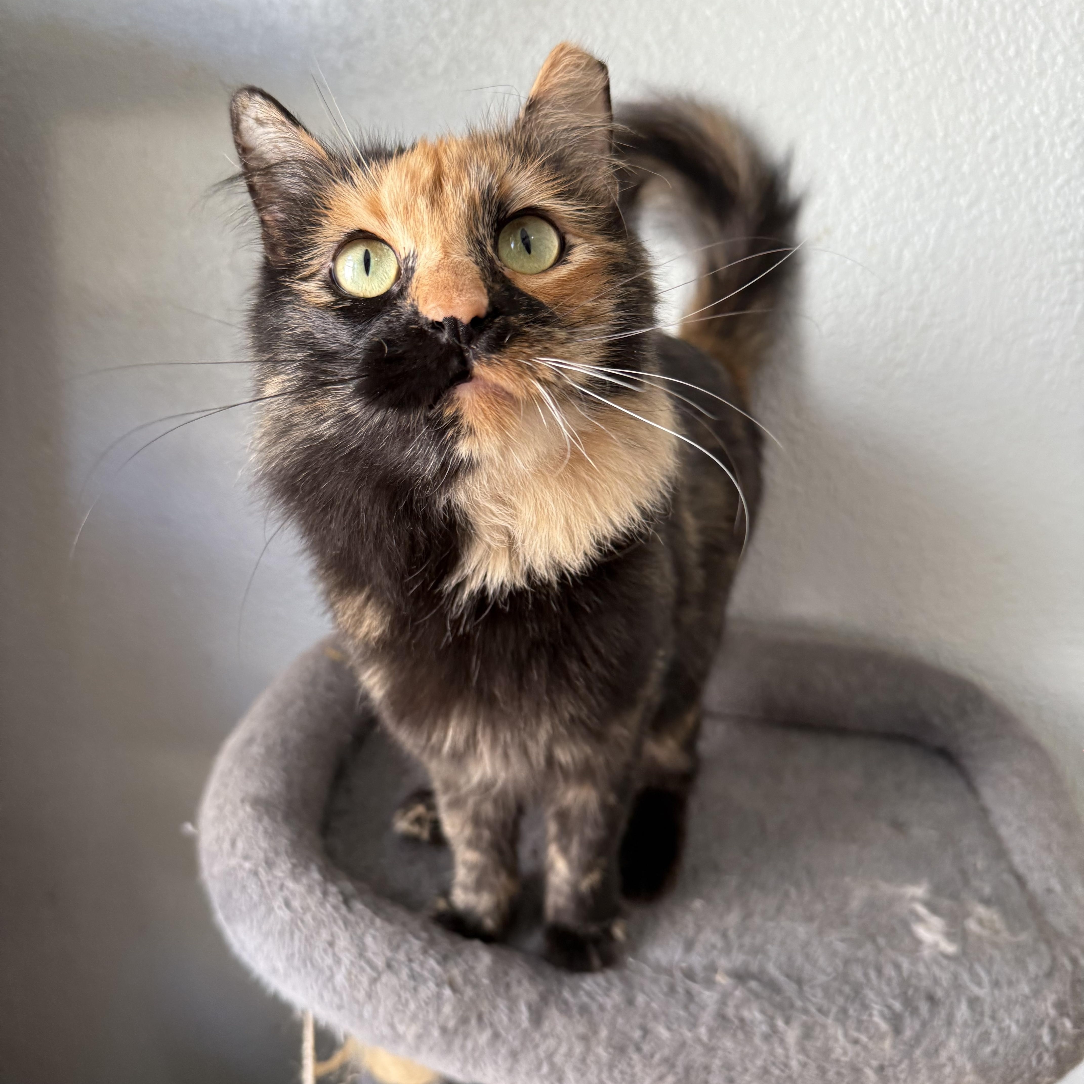 Glameow, Adoptable, Adult Female Domestic Long Hair.