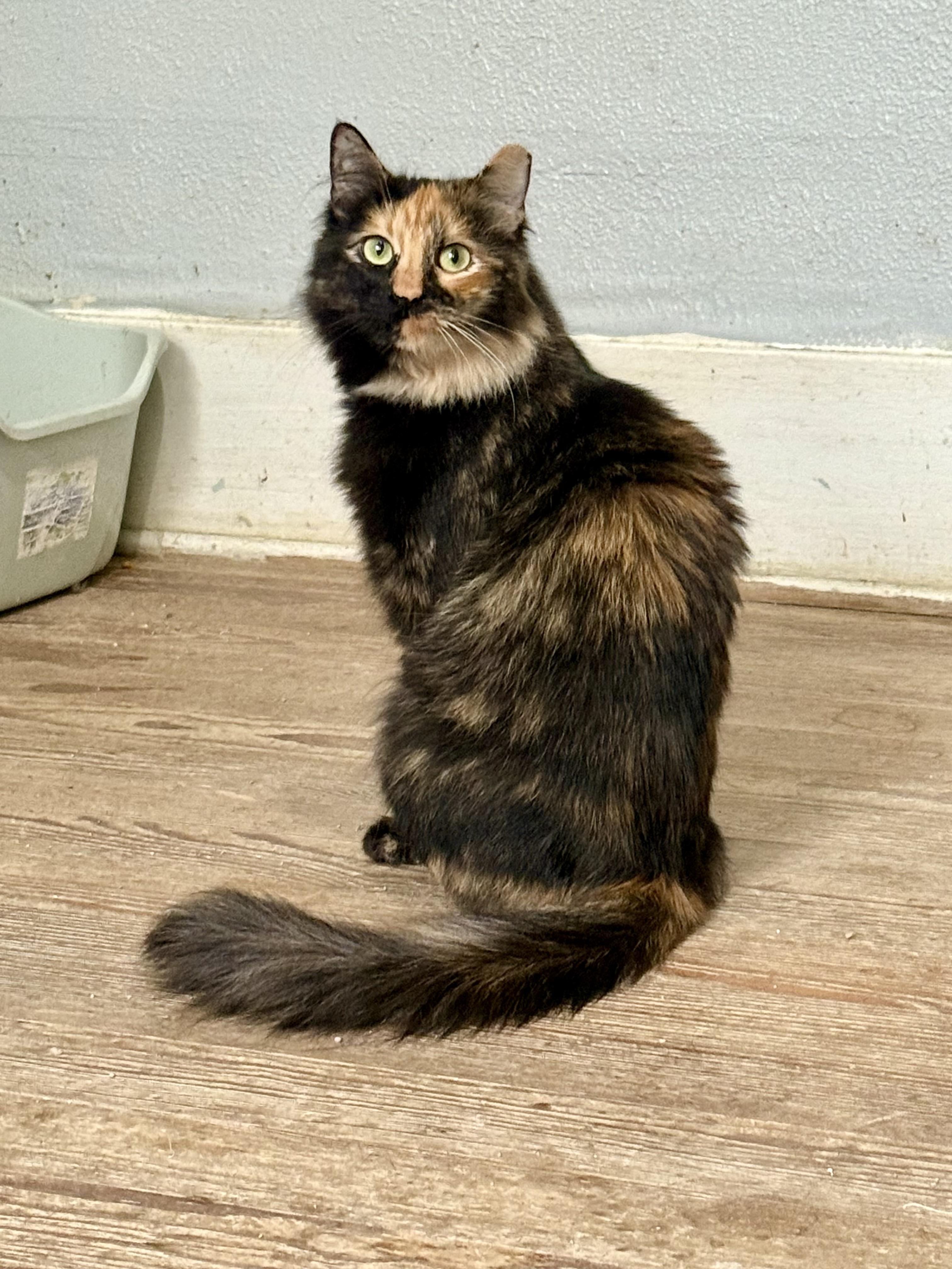 Glameow, a Adoptable Domestic Long Hair in Shreveport, LA image 2/5