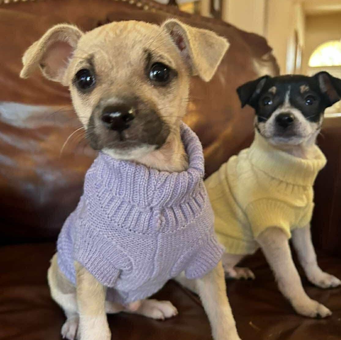 Enlarge Jem *Chi-Mix Sweetheart*, a Adoptable mixed breed in Riverview, FL image 4/6