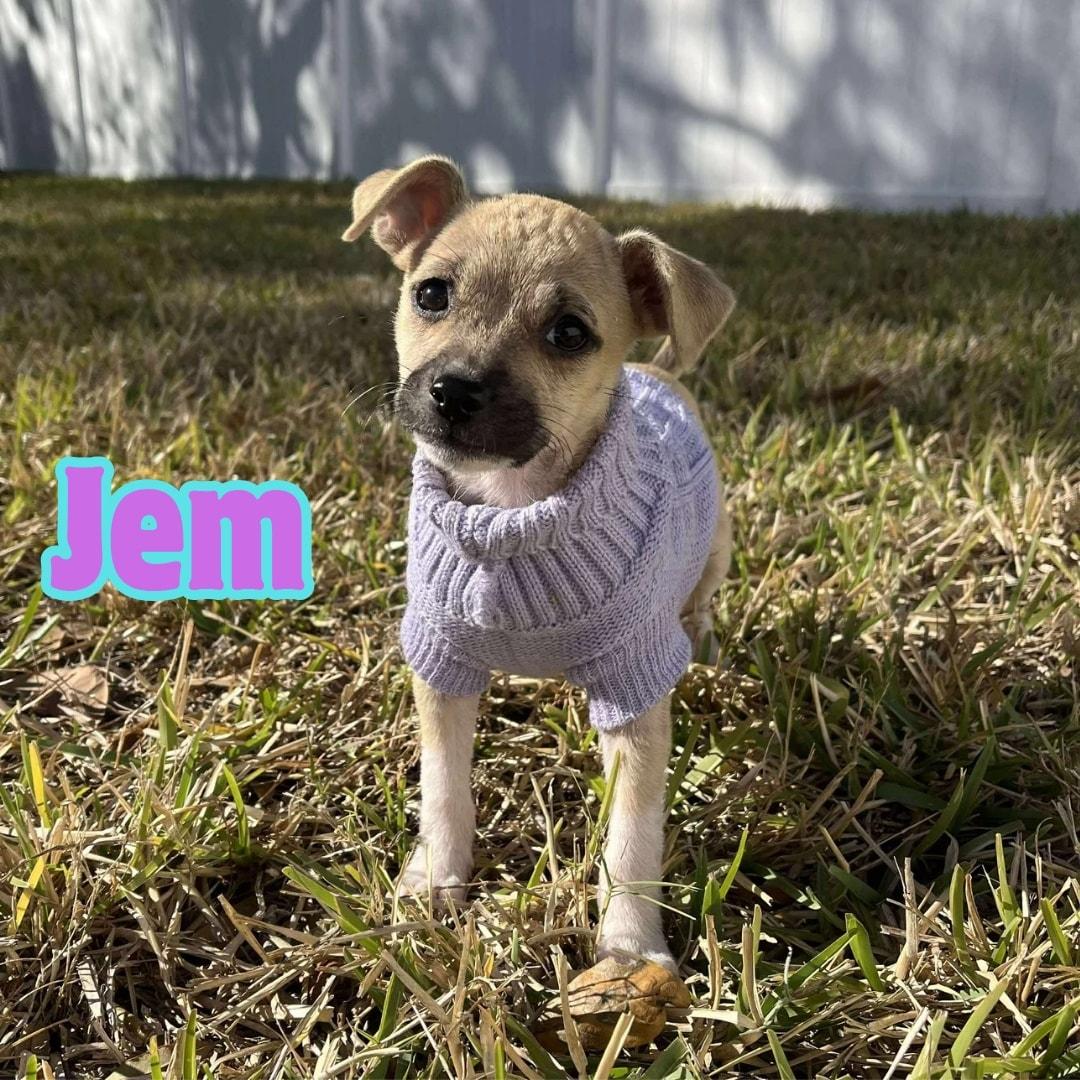 Enlarge Jem *Chi-Mix Sweetheart*, a Adoptable mixed breed in Riverview, FL image 1/6
