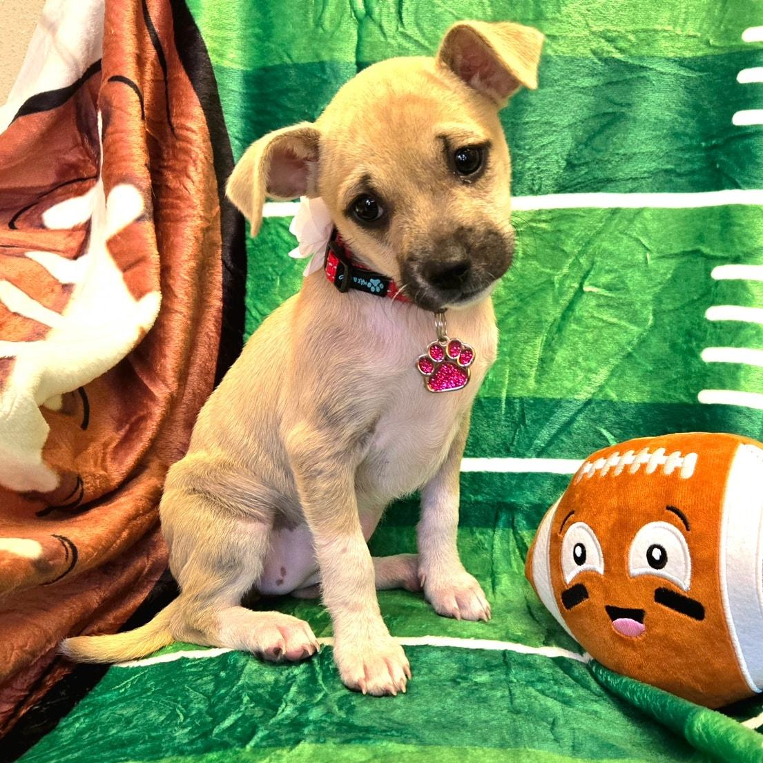 Enlarge Jem *Chi-Mix Sweetheart*, a Adoptable mixed breed in Riverview, FL image 3/6