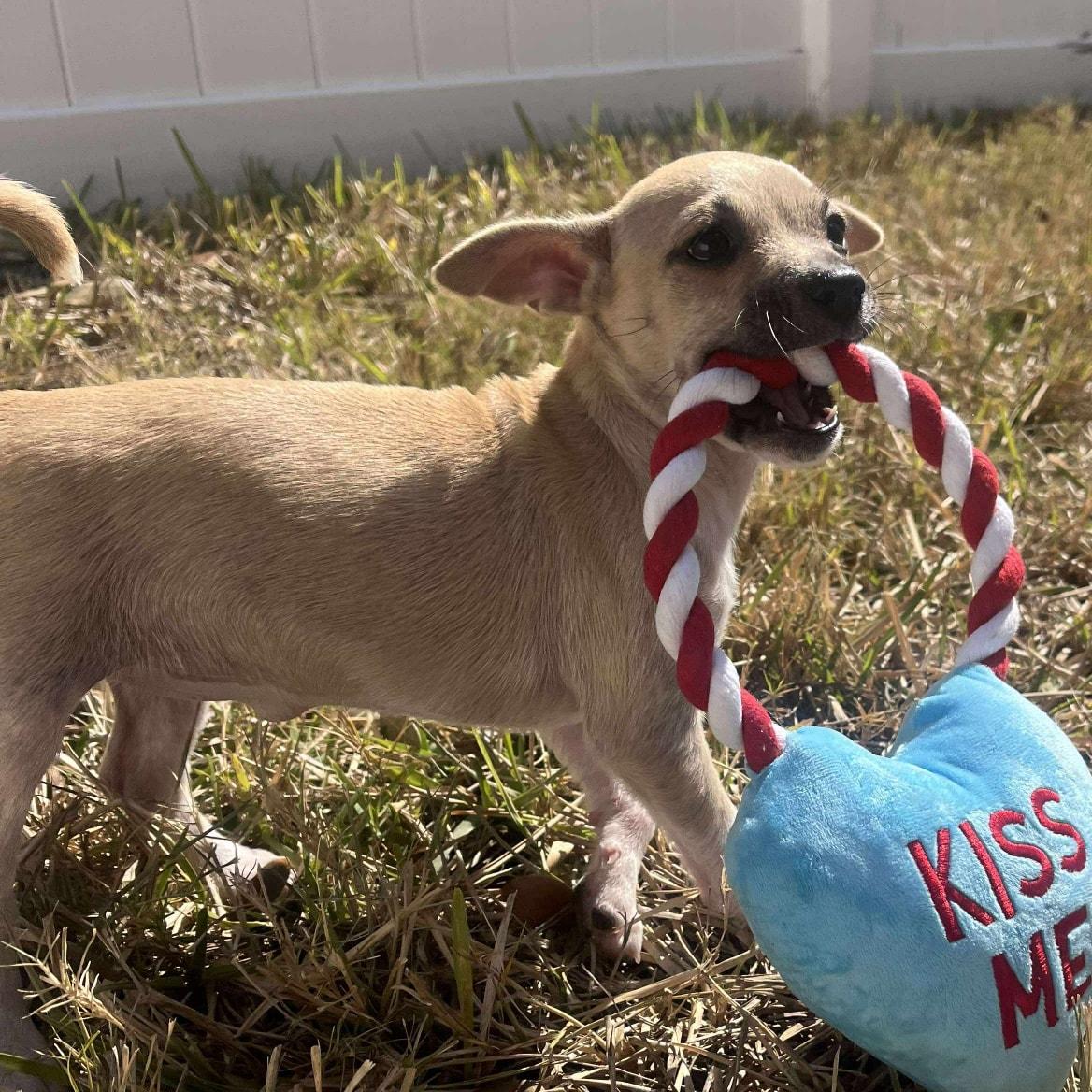 Enlarge Jem *Chi-Mix Sweetheart*, a Adoptable mixed breed in Riverview, FL image 5/6