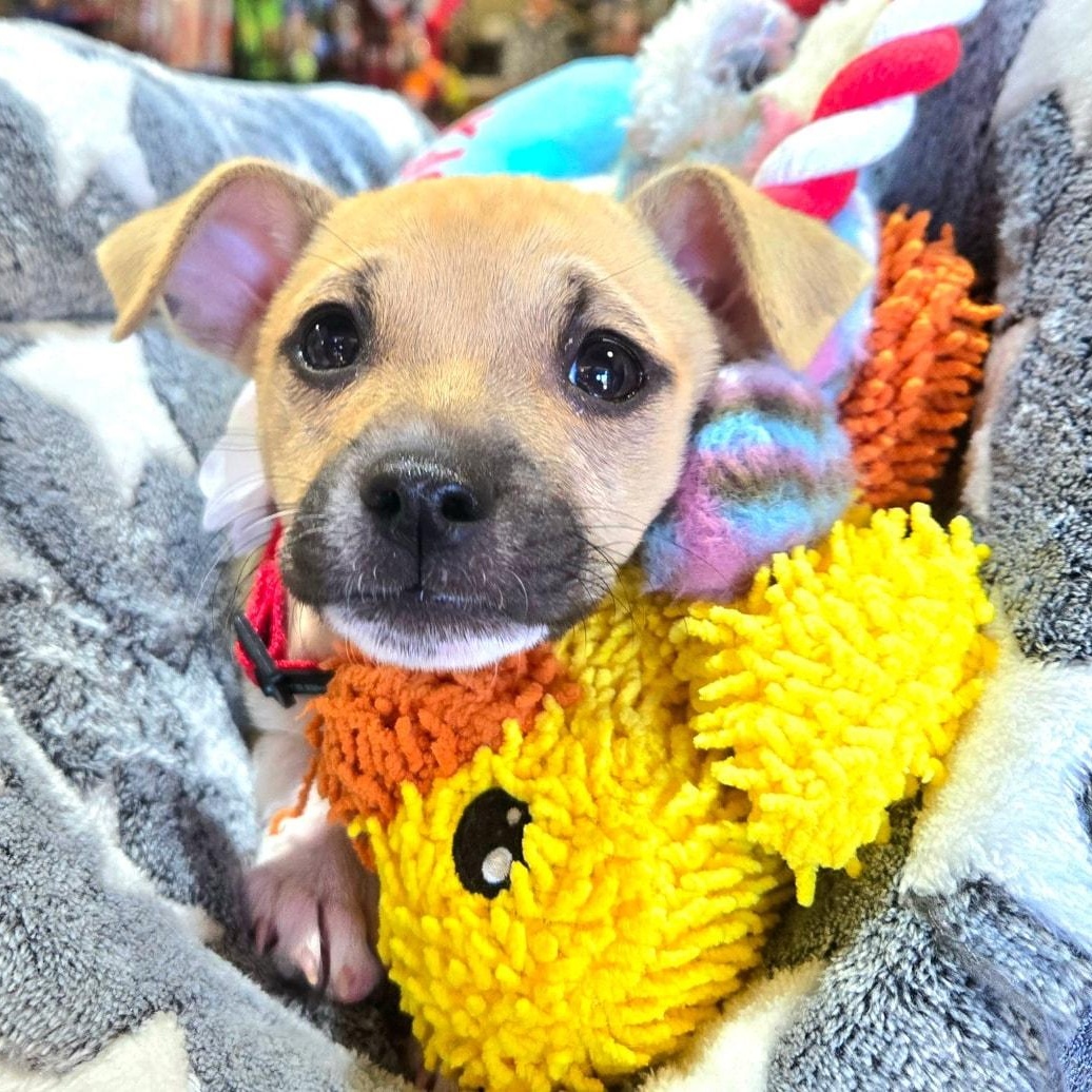 Enlarge Jem *Chi-Mix Sweetheart*, a Adoptable mixed breed in Riverview, FL image 2/6