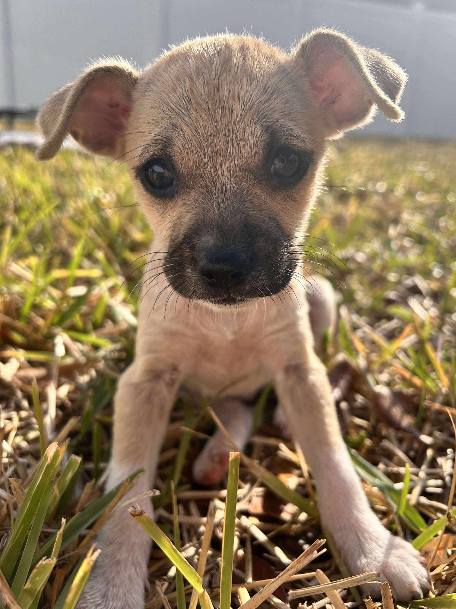 Enlarge Jem *Chi-Mix Sweetheart*, a Adoptable mixed breed in Riverview, FL image 6/6