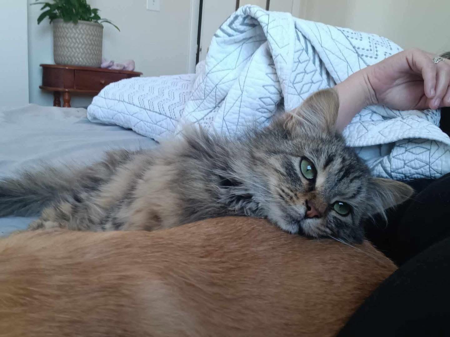 Enlarge Miss Priss, a Adopted Domestic Long Hair in Richmond, KY image 2/3