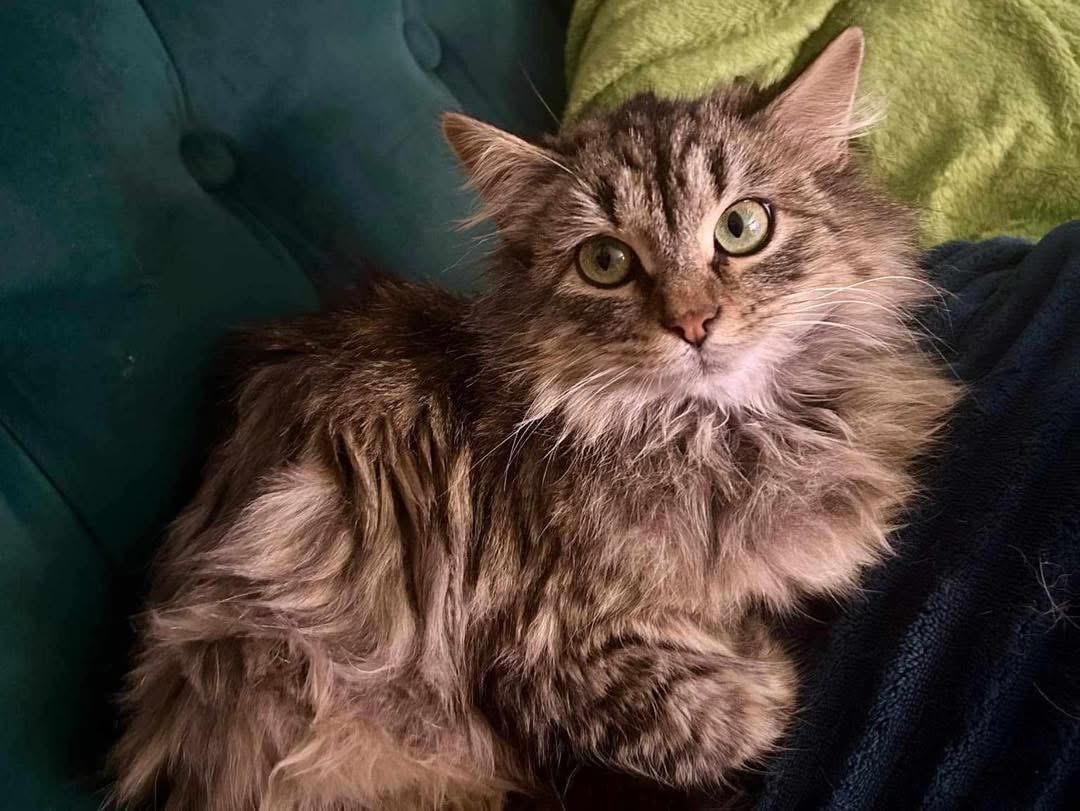 Enlarge Miss Priss, a Adopted Domestic Long Hair in Richmond, KY image 3/3