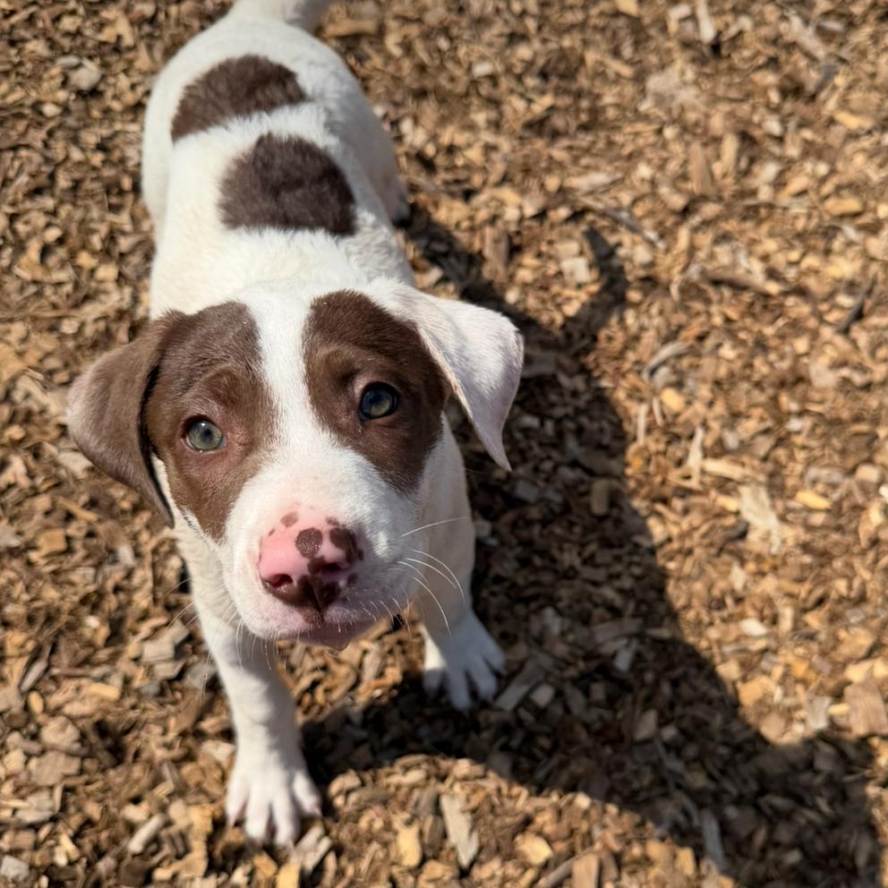 Blender, Adoptable, Puppy Male Mixed Breed.