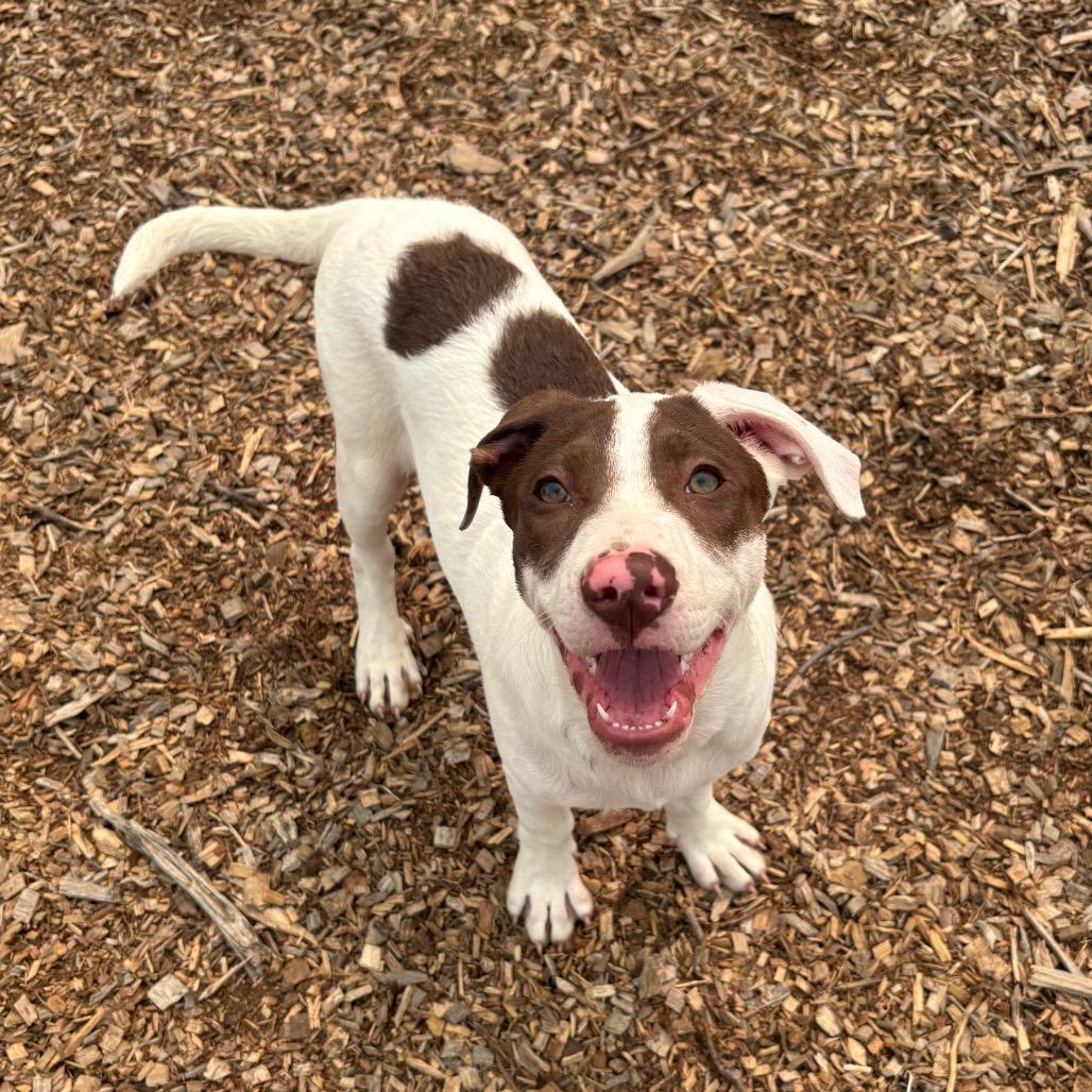 Enlarge Blender, a Adoptable Mixed Breed in Wappingers Falls, NY image 2/6