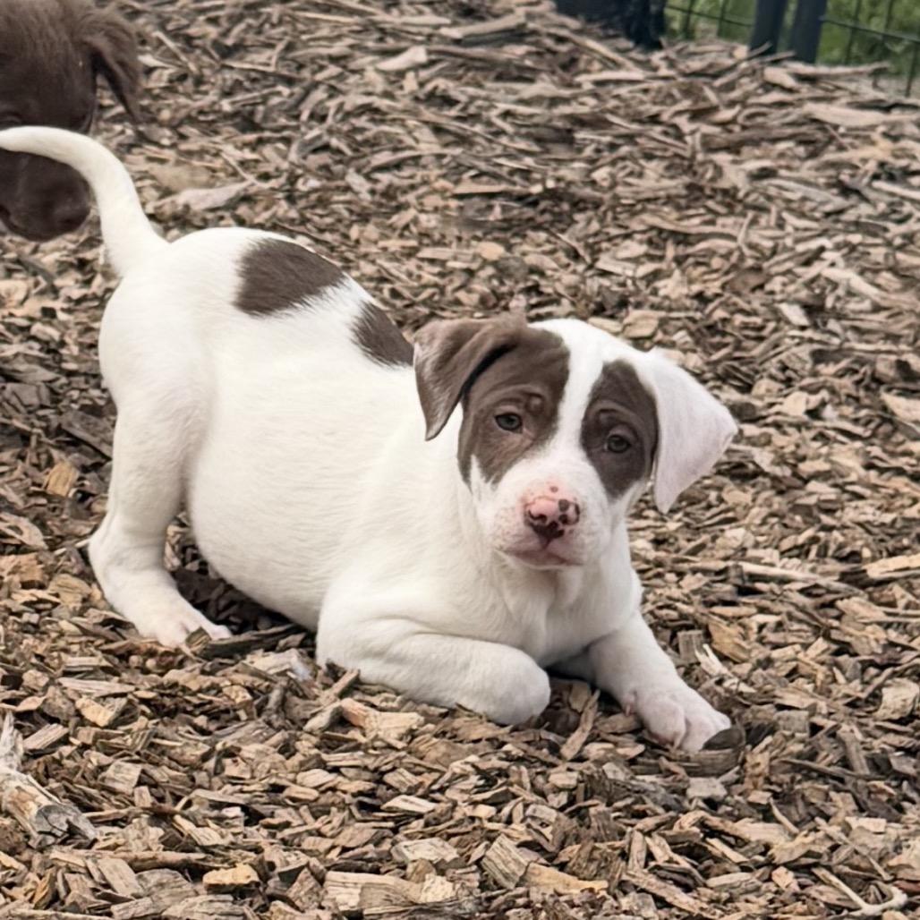 Enlarge Blender, a Adoptable Mixed Breed in Wappingers Falls, NY image 3/6