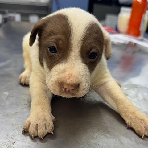 Enlarge Blender, a Adoptable Mixed Breed in Wappingers Falls, NY image 5/6