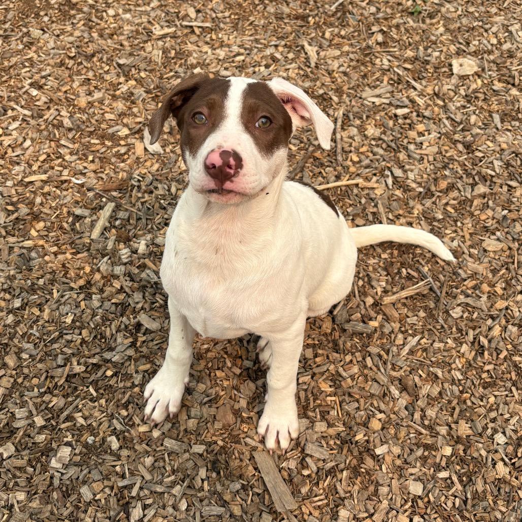 Enlarge Blender, a Adoptable Mixed Breed in Wappingers Falls, NY image 6/6