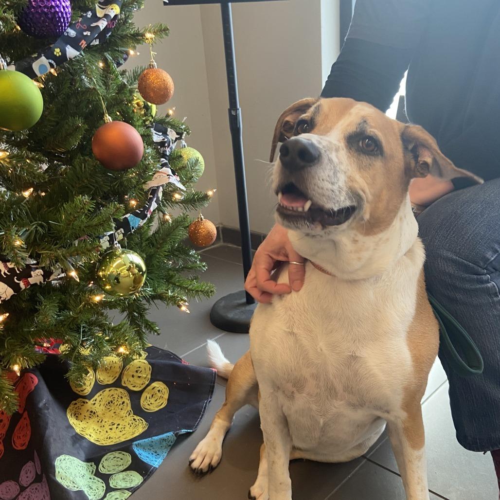 Sammy, Adoptable, Adult Male Mixed Breed.