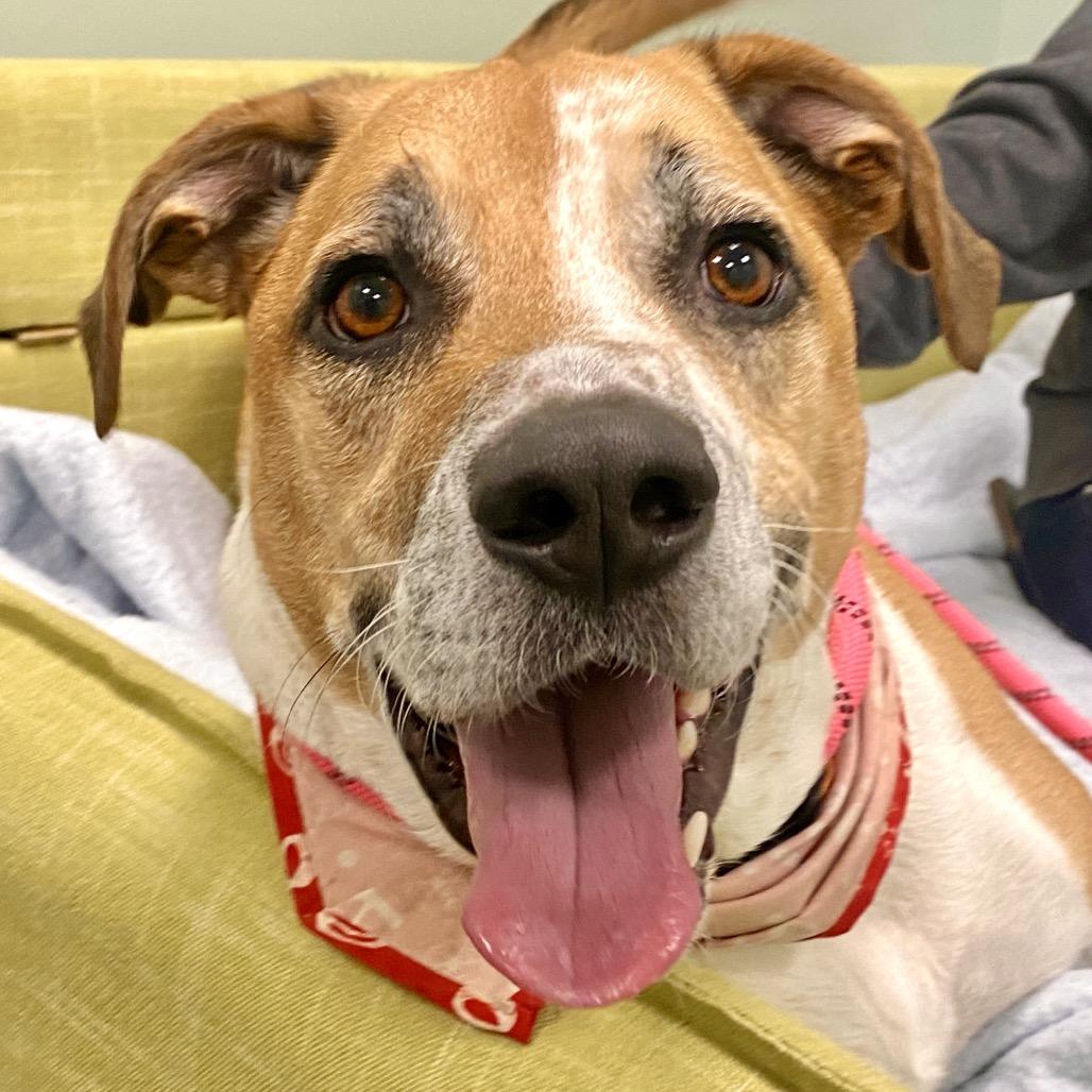 Enlarge Sammy, a Adoptable Mixed Breed in Washington Township, OH image 2/6