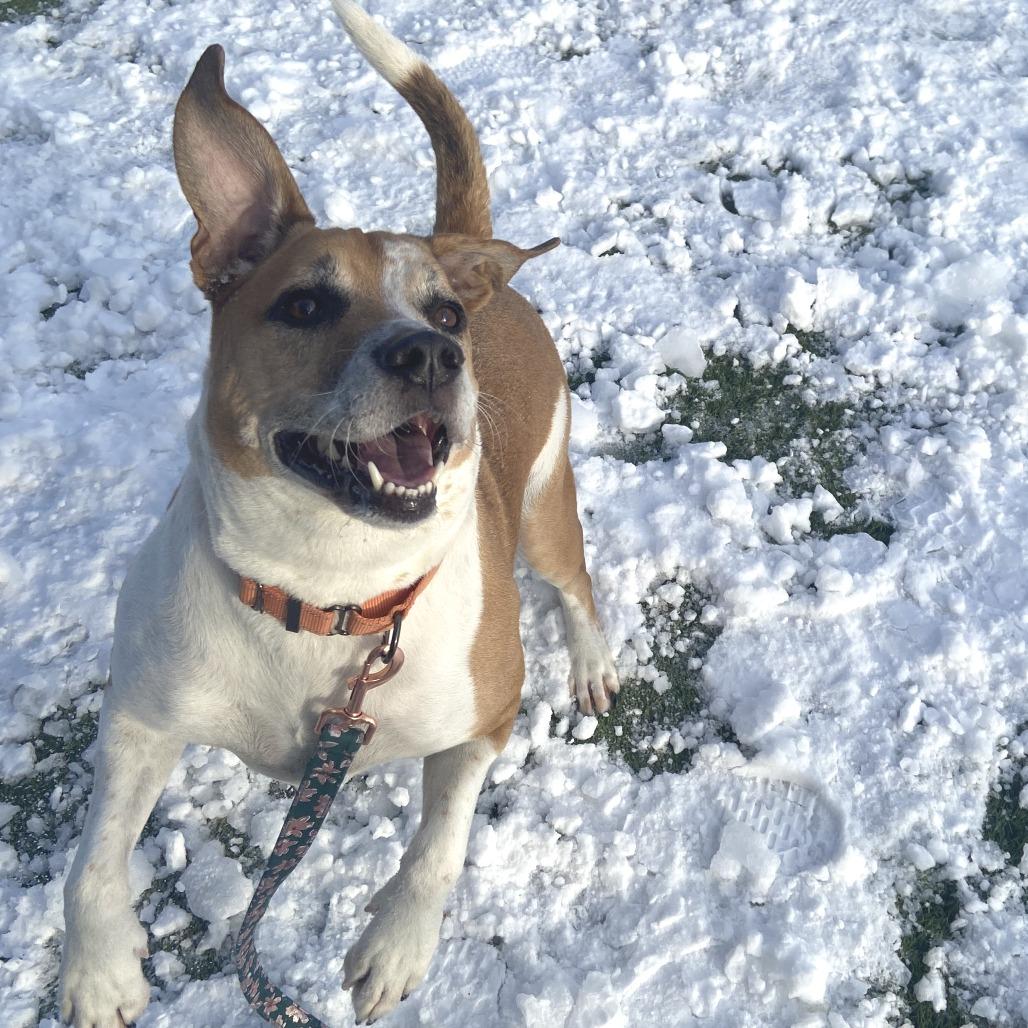 Sammy, a Adoptable Mixed Breed in Washington Township, OH image 3/5