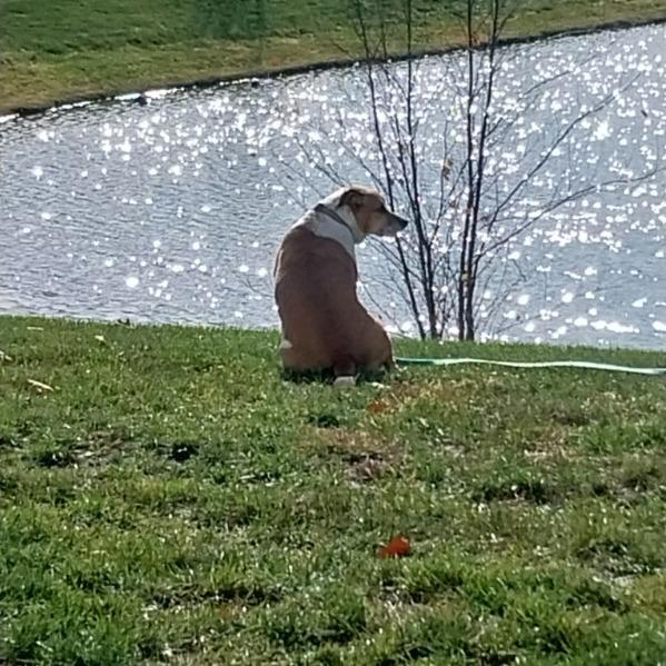 Sammy, a Adoptable Mixed Breed in Washington Township, OH image 4/5