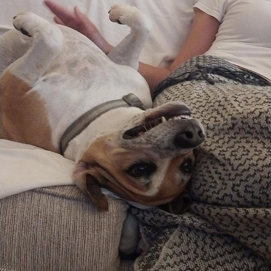 Sammy, a Adoptable Mixed Breed in Washington Township, OH image 5/5