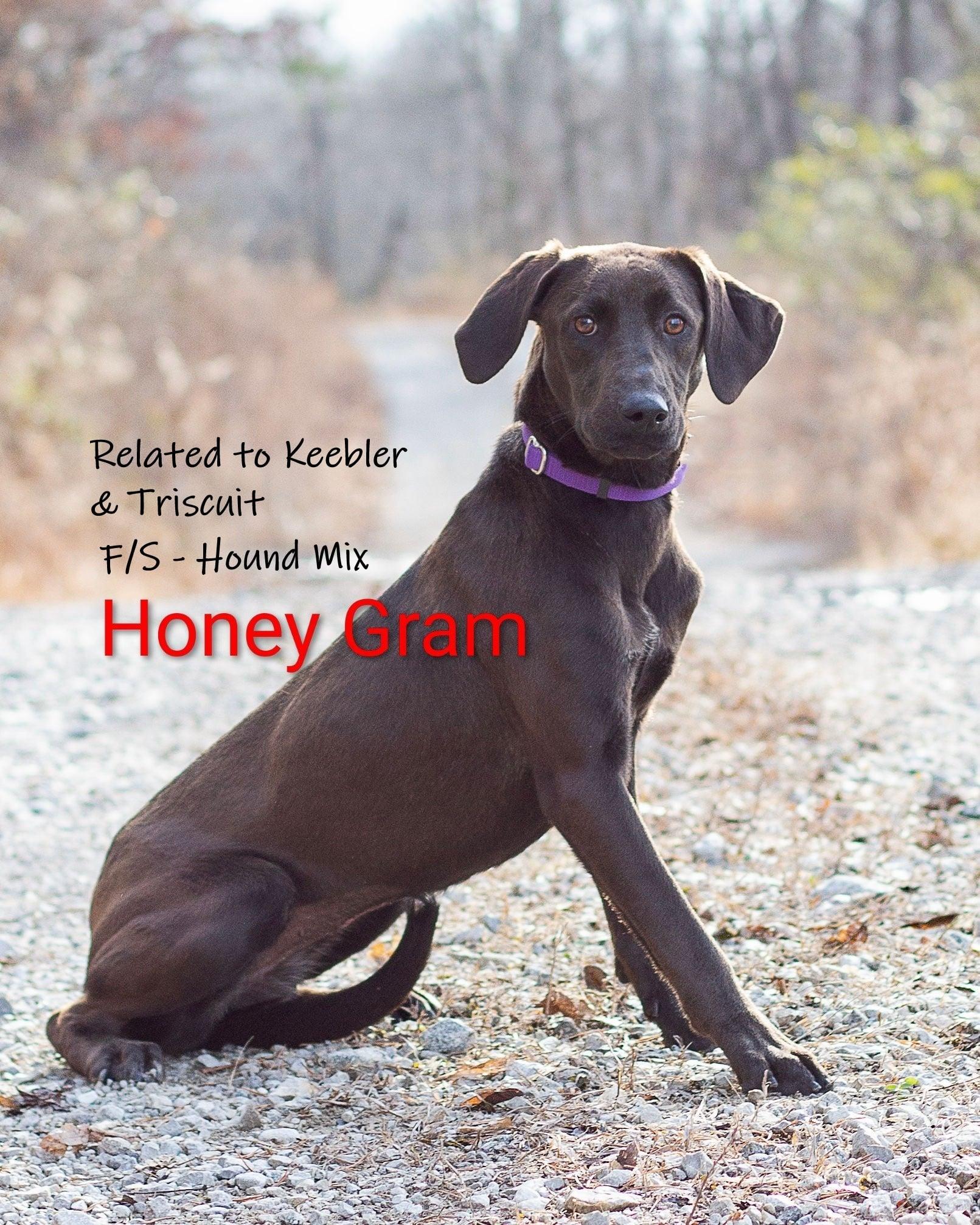 Honey Graham, adopted, Puppy Female Labrador Retriever.