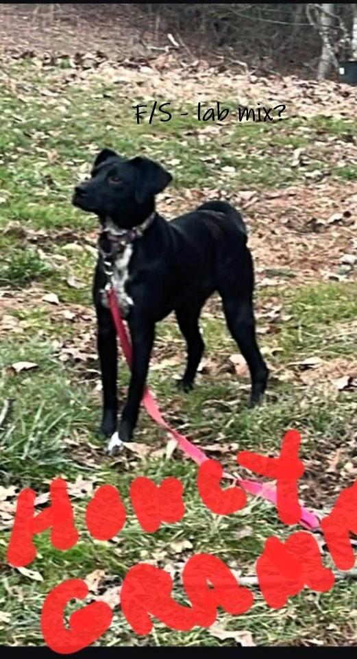 Honey Graham - arriving 1/4/26, ADOPTABLE, Puppy Female Labrador Retriever.