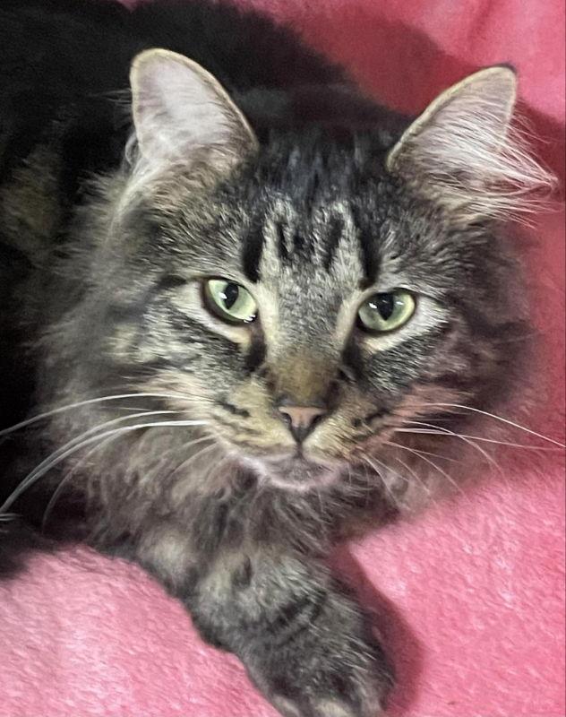 Magic, a Adopted Domestic Short Hair in Dalzell, IL image 1/2