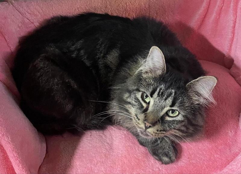 Magic, a Adopted Domestic Short Hair in Dalzell, IL image 2/2