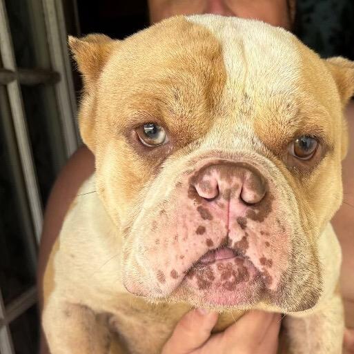 Tato, Adoptable, Adult Male English Bulldog & Mixed Breed.