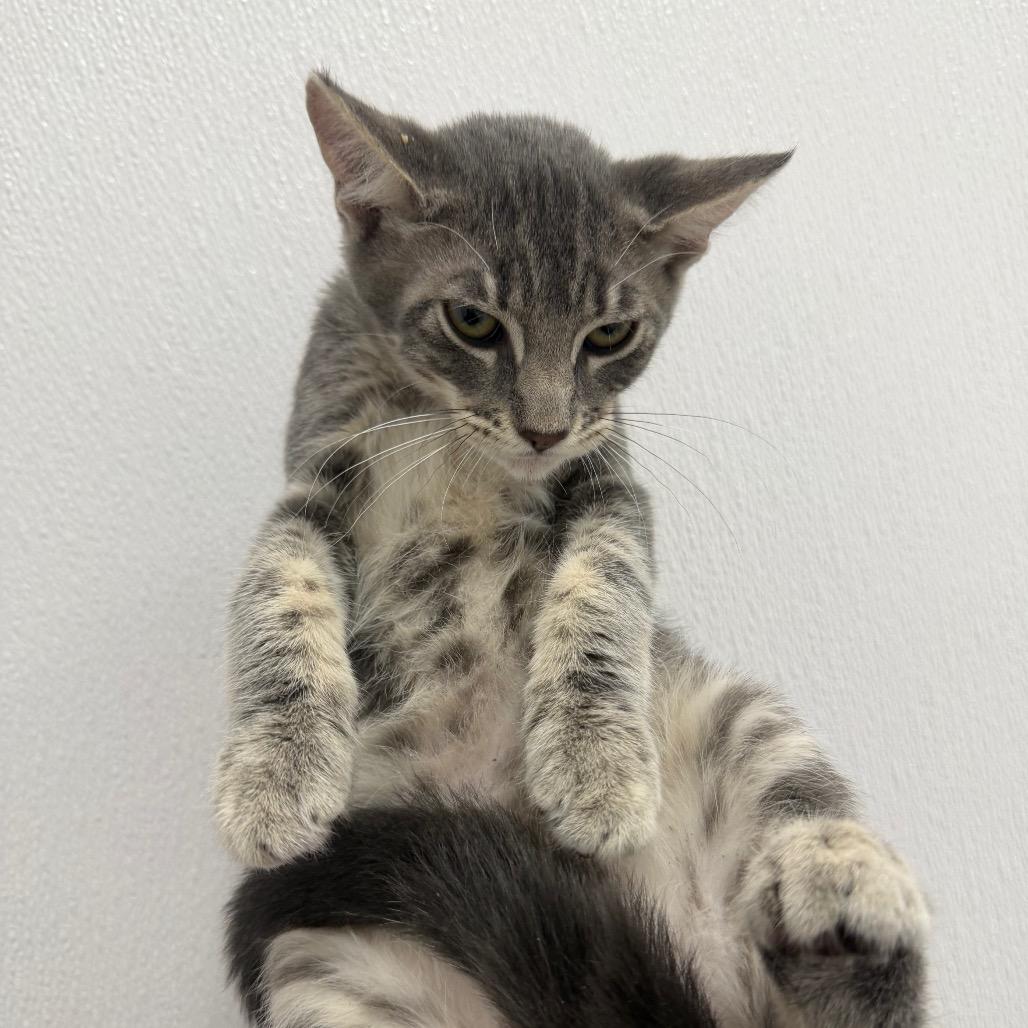 Mars, Adoptable, Kitten Female Domestic Short Hair.