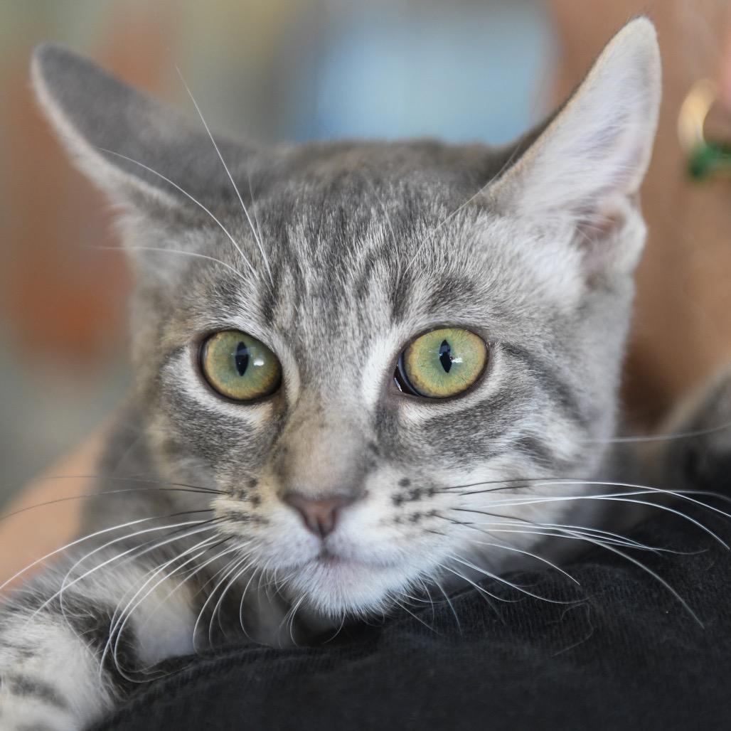 Enlarge Mars, a Adoptable Domestic Short Hair in Redwood City, CA image 2/2
