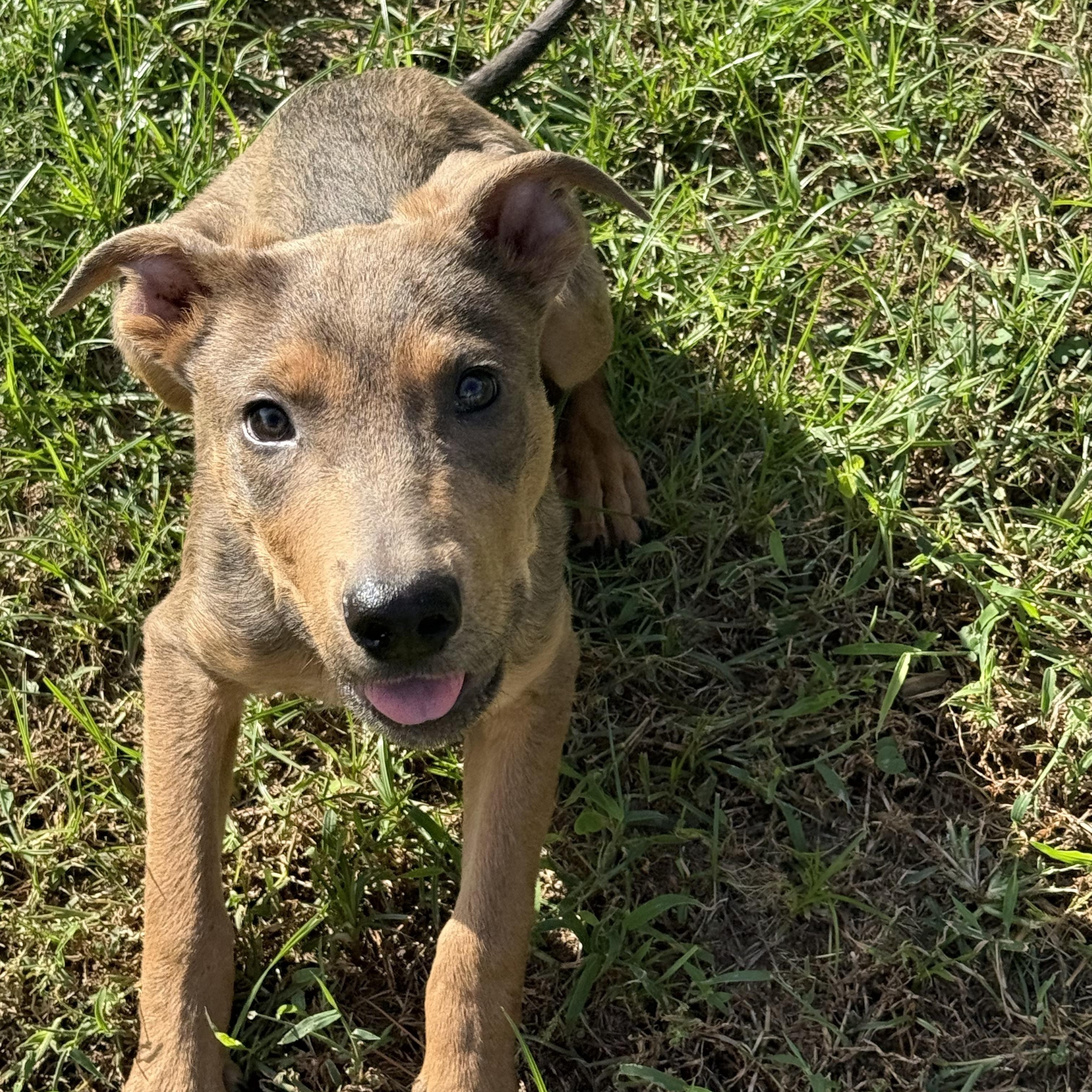 Benny, Adoptable, Puppy Male Australian Cattle Dog / Blue Heeler & Labrador Retriever.