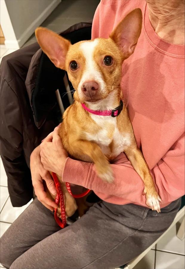 Mercy, Adoptable, Adult Female Chihuahua.