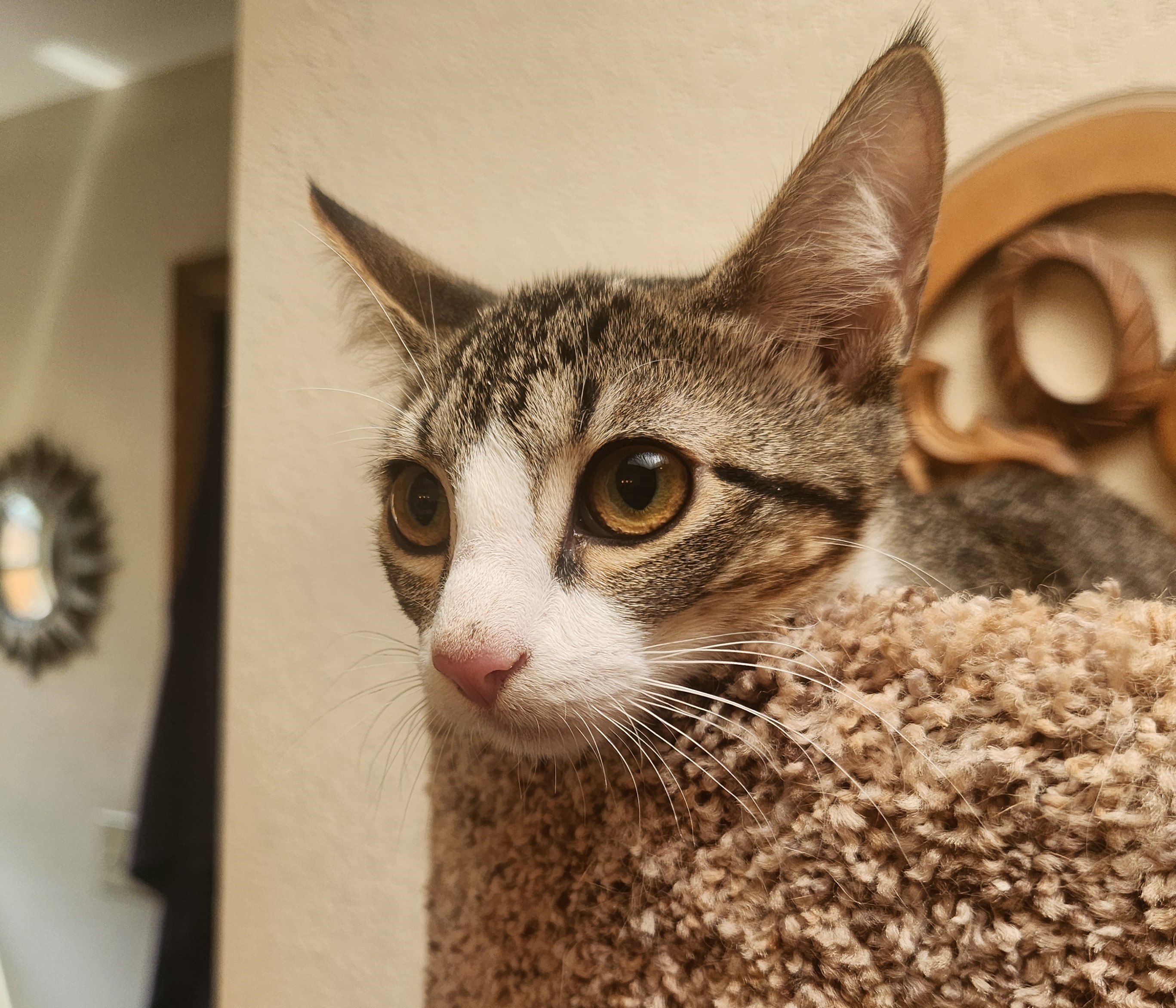 Maisy, a Adoptable mixed breed in Oklahoma City, OK image 3/5