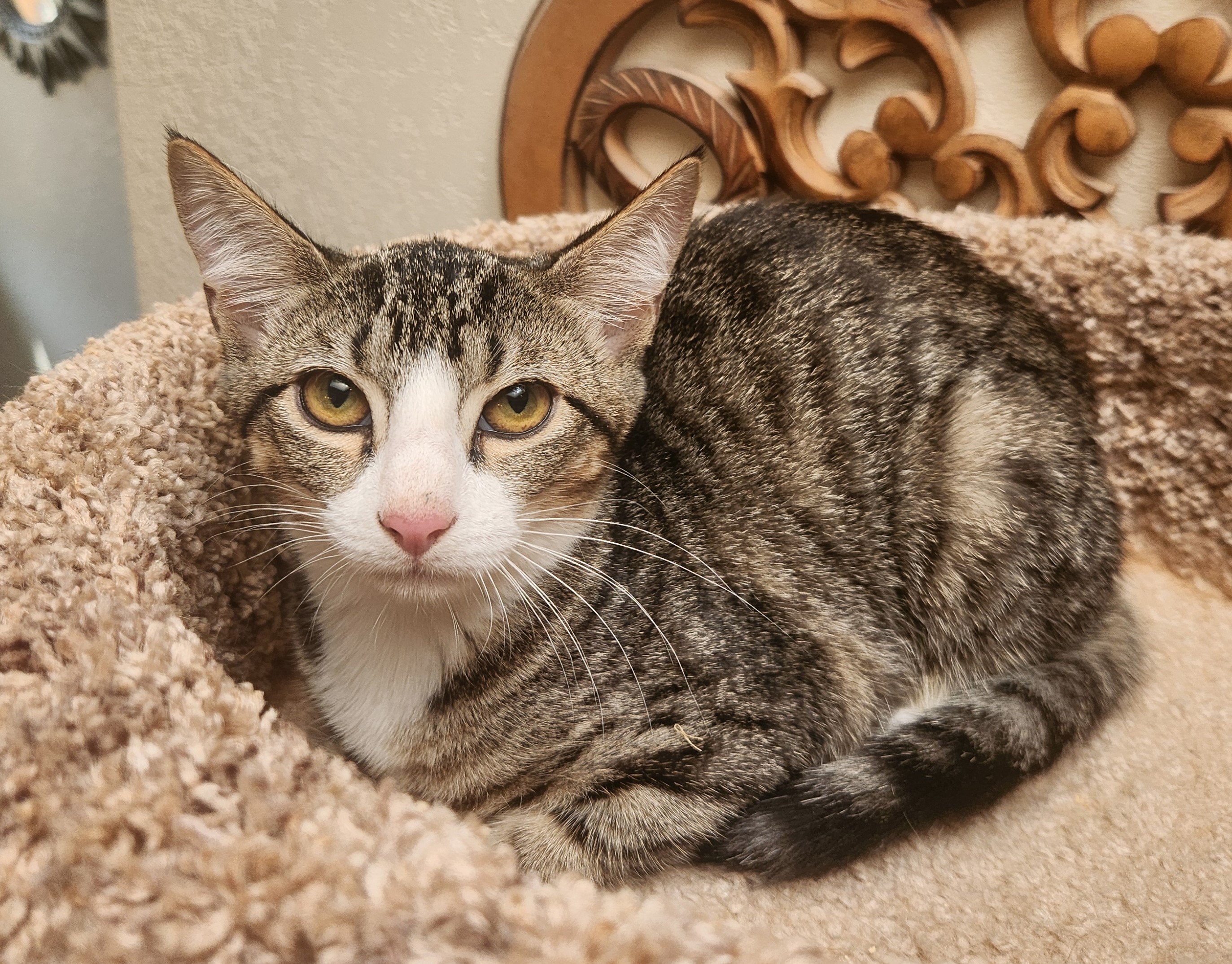 Maisy, a Adoptable mixed breed in Oklahoma City, OK image 1/5