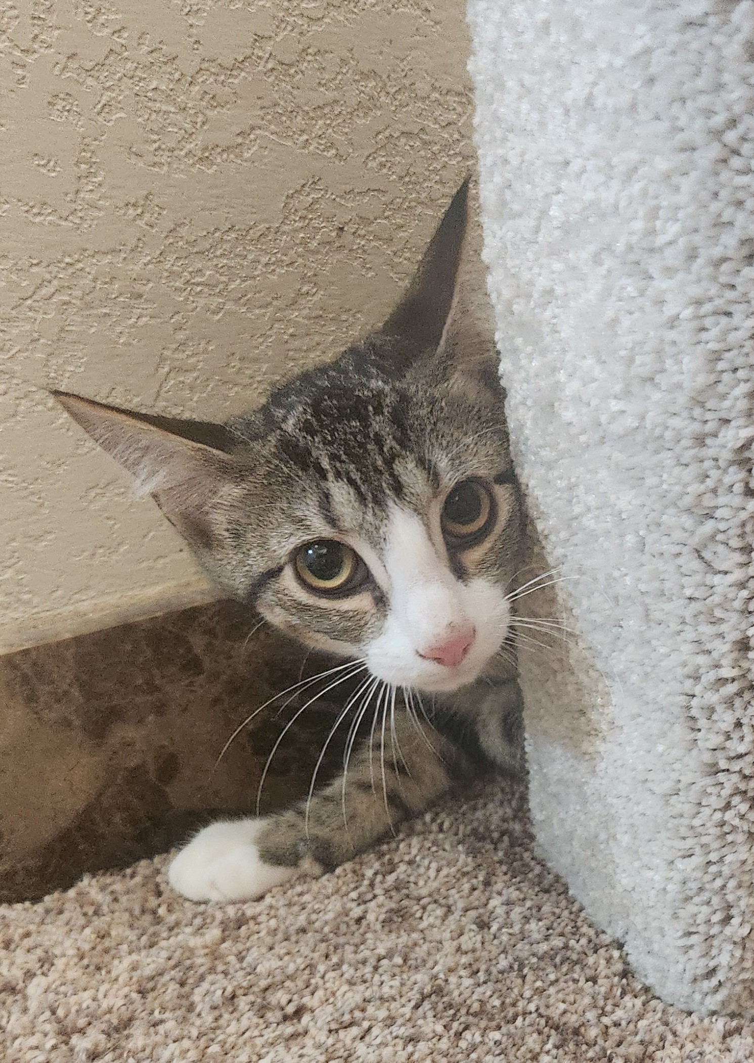 Maisy, a Adoptable mixed breed in Oklahoma City, OK image 2/5