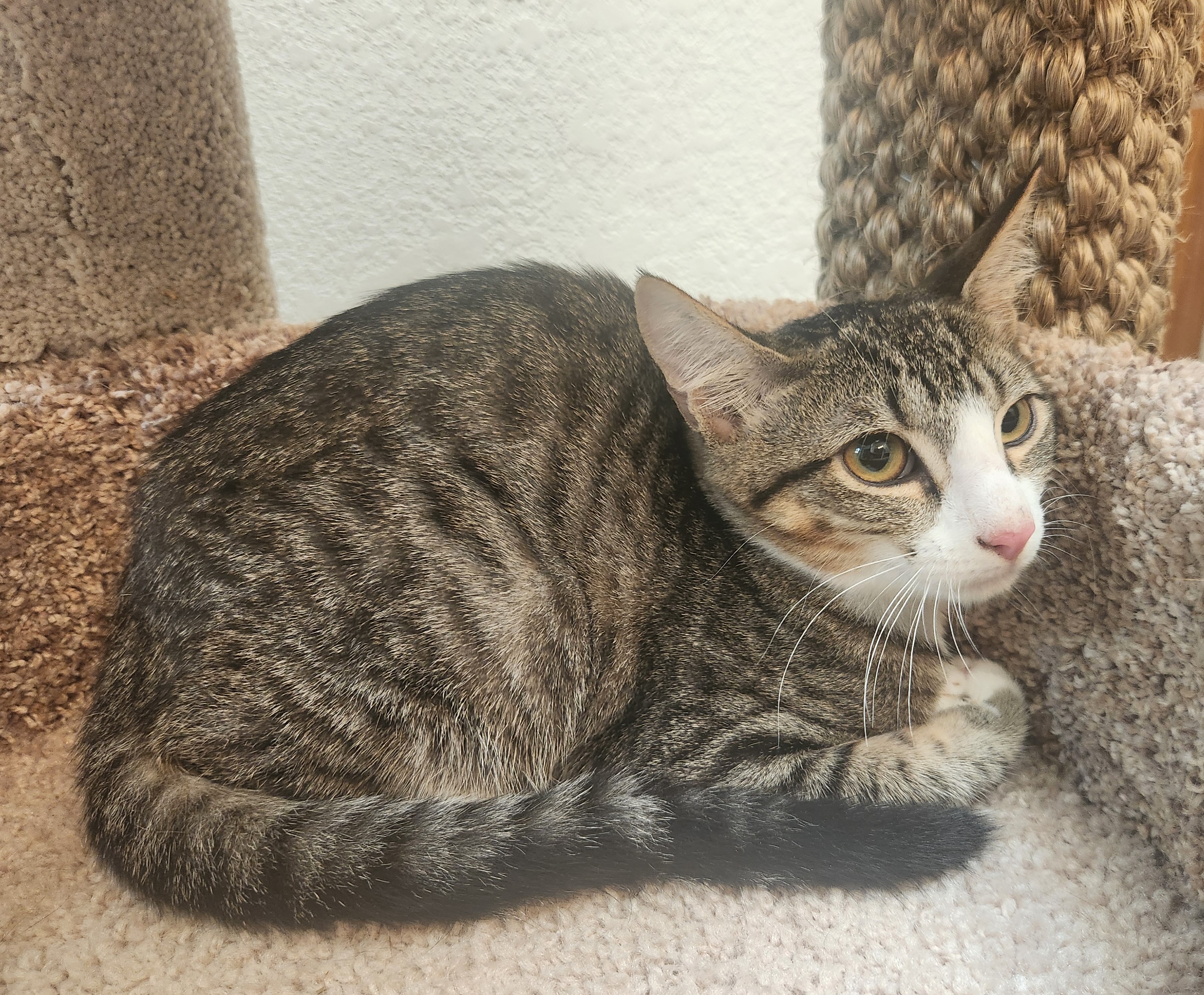 Maisy, a Adoptable mixed breed in Oklahoma City, OK image 5/5