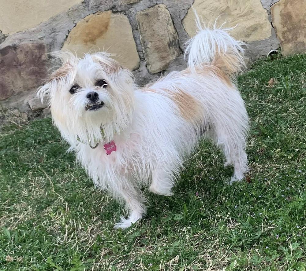 Enlarge Lili, a Adoptable mixed breed in Frisco, TX image 1/4